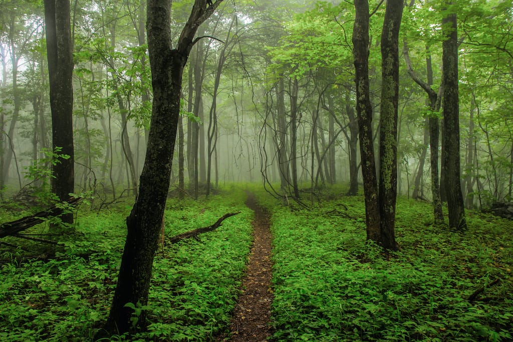 Appalachian Trail Virginia hiking near Charlottesville : Best hiking near Charlottesville