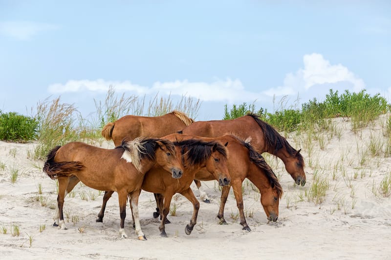 Assateague Island horses