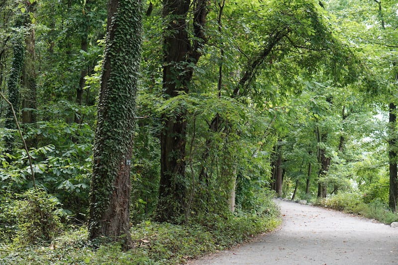 Belle Isle forest in Richmond VA