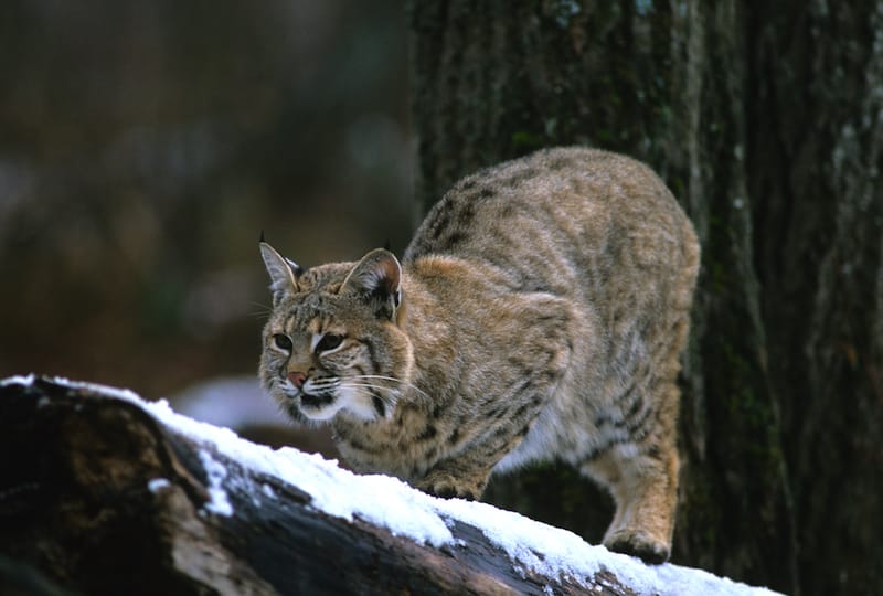 Bobcat in Shenandoah National Park in winter