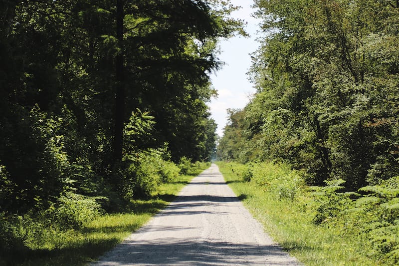 Great Dismal Swamp Canal Trail copy