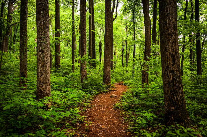 Hiking at Shenandoah National Park in Virginia near Charlottesville