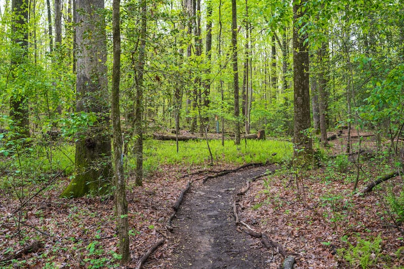 Hiking in Virginia trail