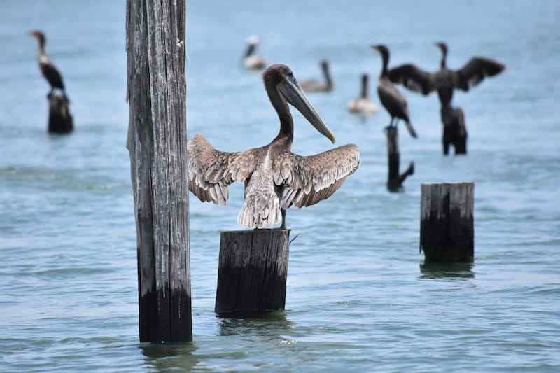 Pelicans at New Point Comfort Lighthouse