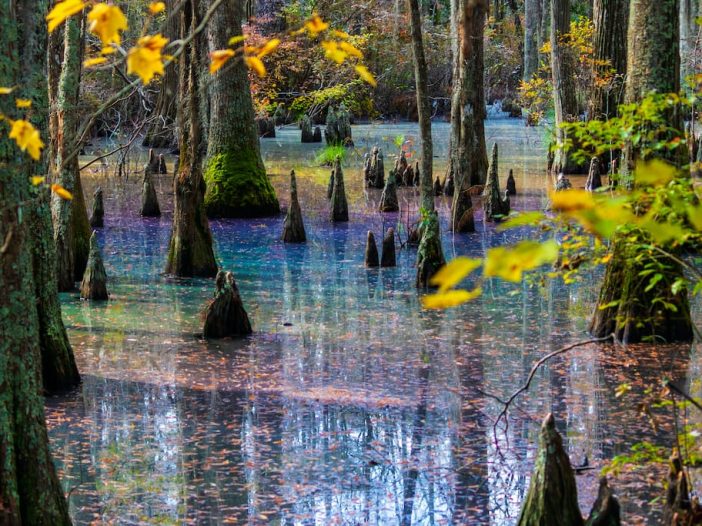 Rainbow sheen in Cypress Swamp at First Landing State Park