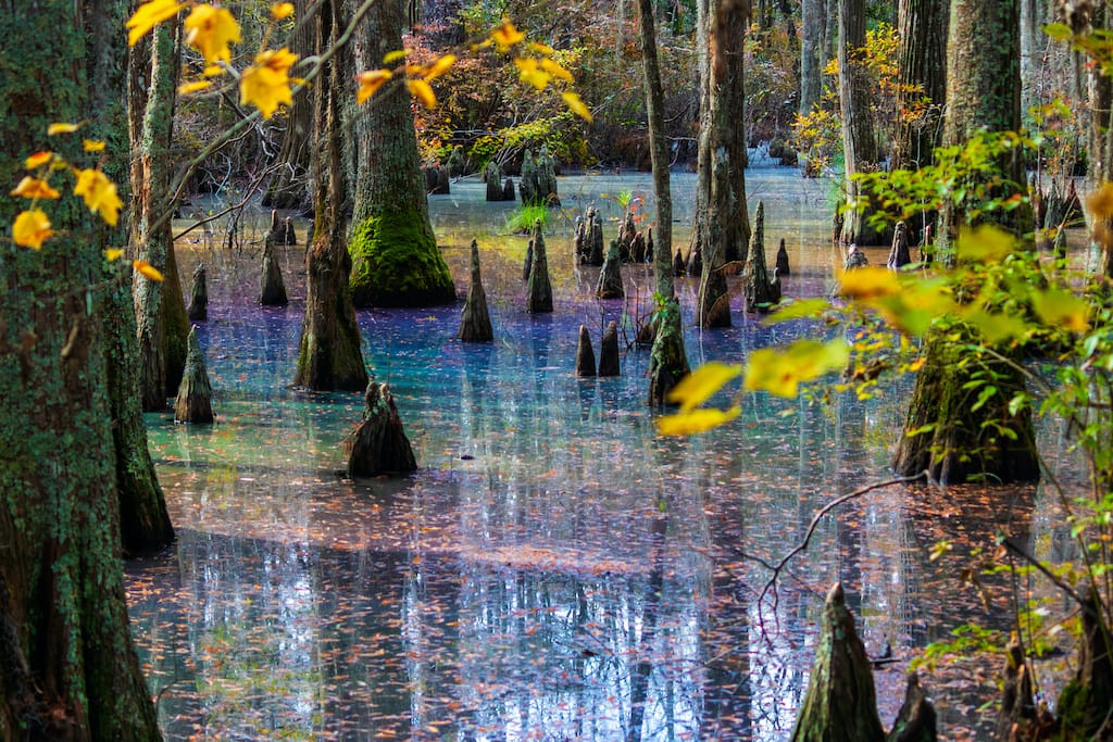 Rainbow sheen in Cypress Swamp at First Landing State Park