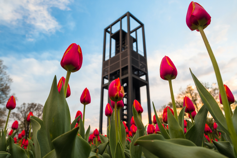 Tulips in Bloom at the Netherlands Carillon in Arlington