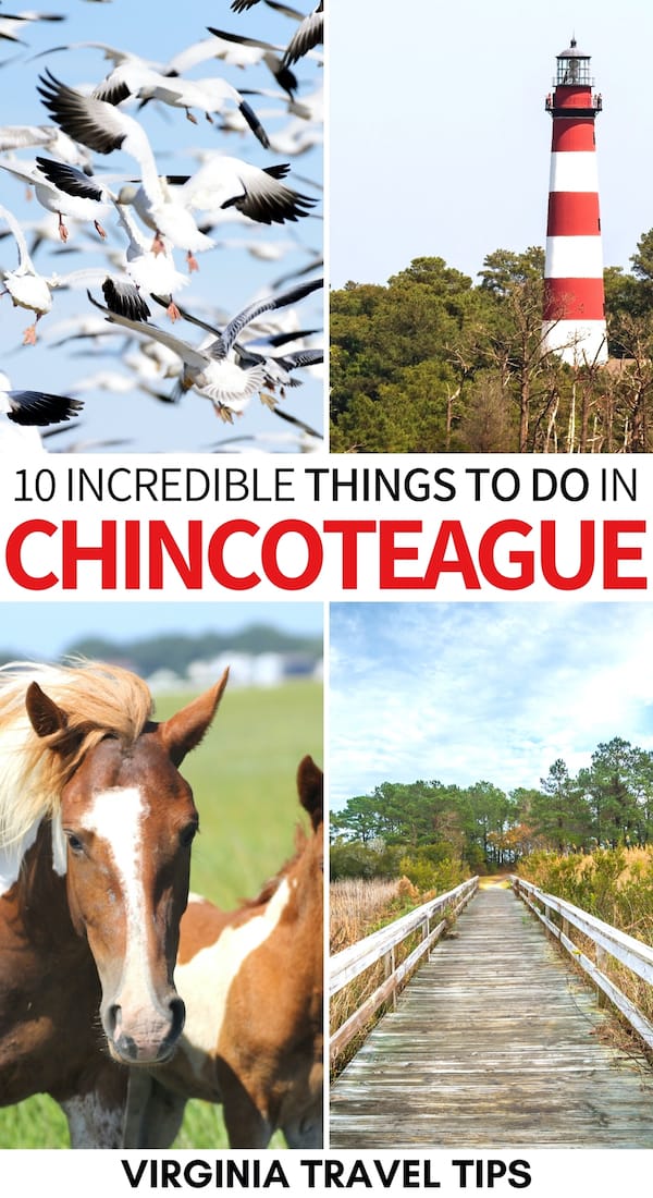 Is Chincoteague on the top of your Virginia bucket list? It should be and here are the best things to do in Chincoteague for first-time visitors! | Eastern Shore Virginia | ESVA | Assateague Island | Places to visit in Virginia | Chincoteague Island things to do | Chincoteague ponies | Chincoteague Island vacation | chincoteague island restaurants | Chincoteague island pictures | Virginia's eastern shore