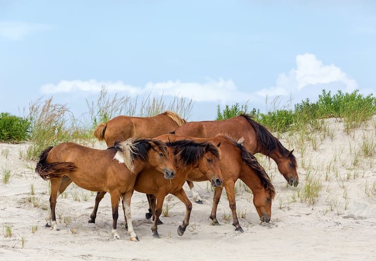 Assateague Horse or Chincoteague Ponies - what to do in Chincoteague