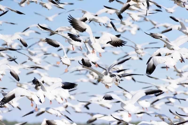 Snow geese in Chincoteague