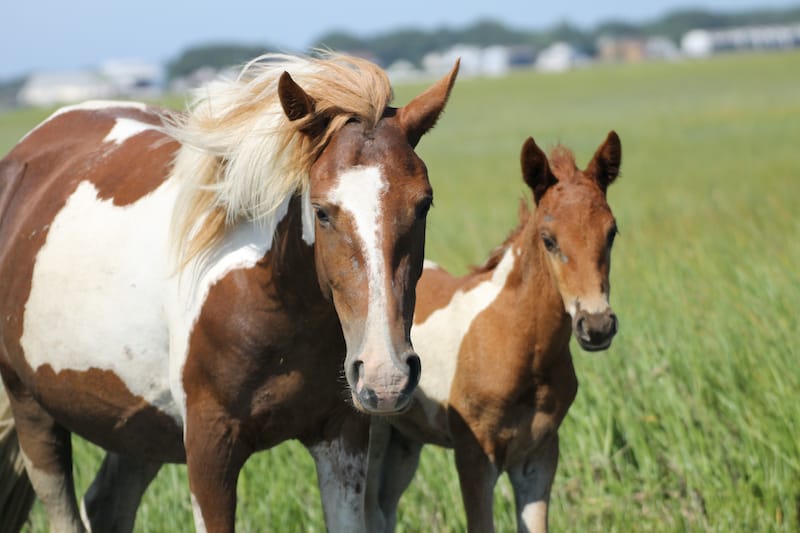 Wild Chincoteague Ponies of Assateague Island