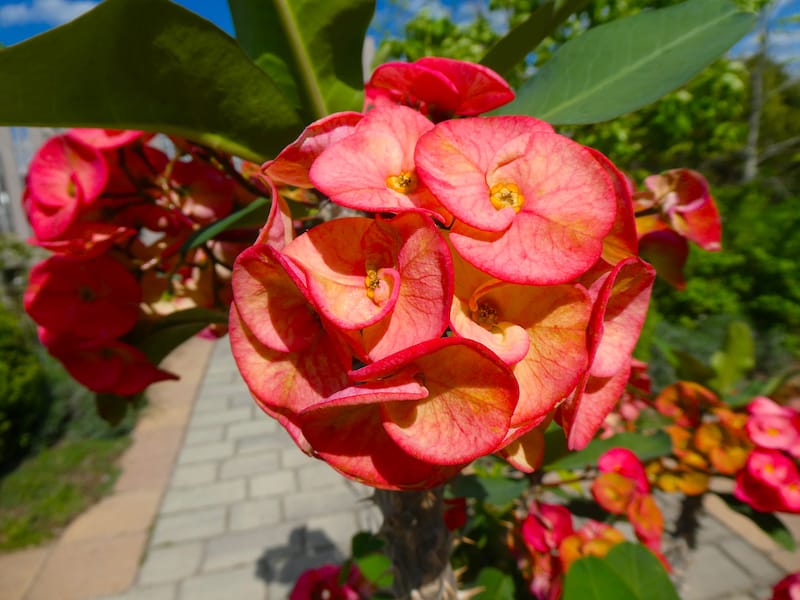 Beautiful pink and yellow flowers Euphorbia plant in the Hahn horticulture garden at Virginia Tech