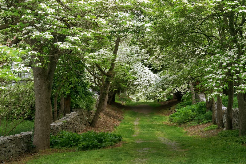 Dogwood Lane, Virginia State Arboretum