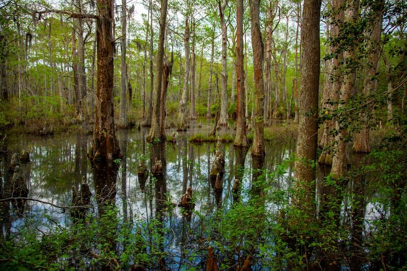 First Landing State Park swamp cypress trees