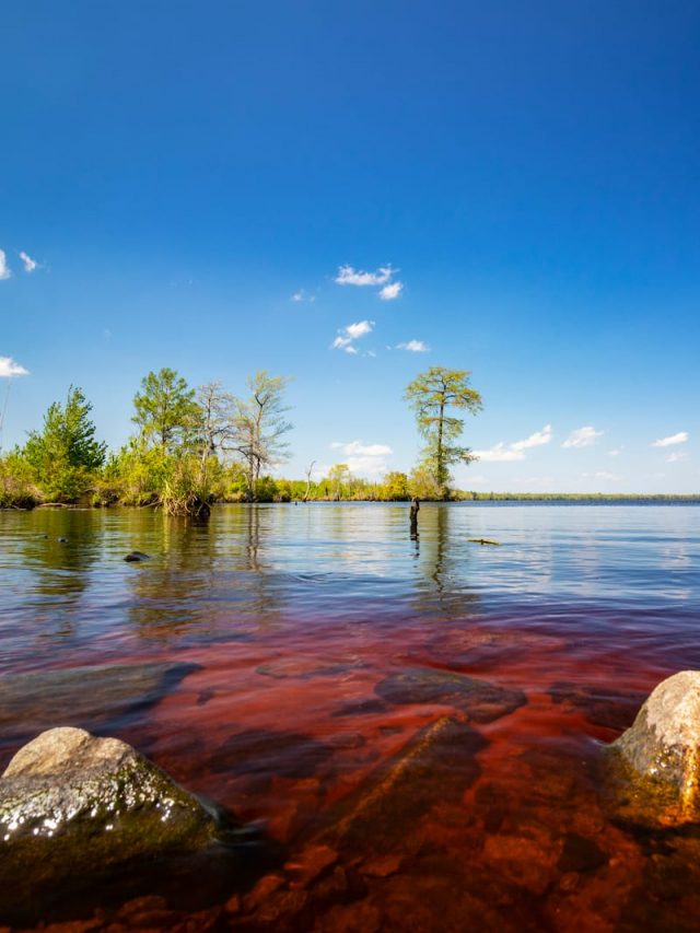 All About Virginia’s Great Dismal Swamp