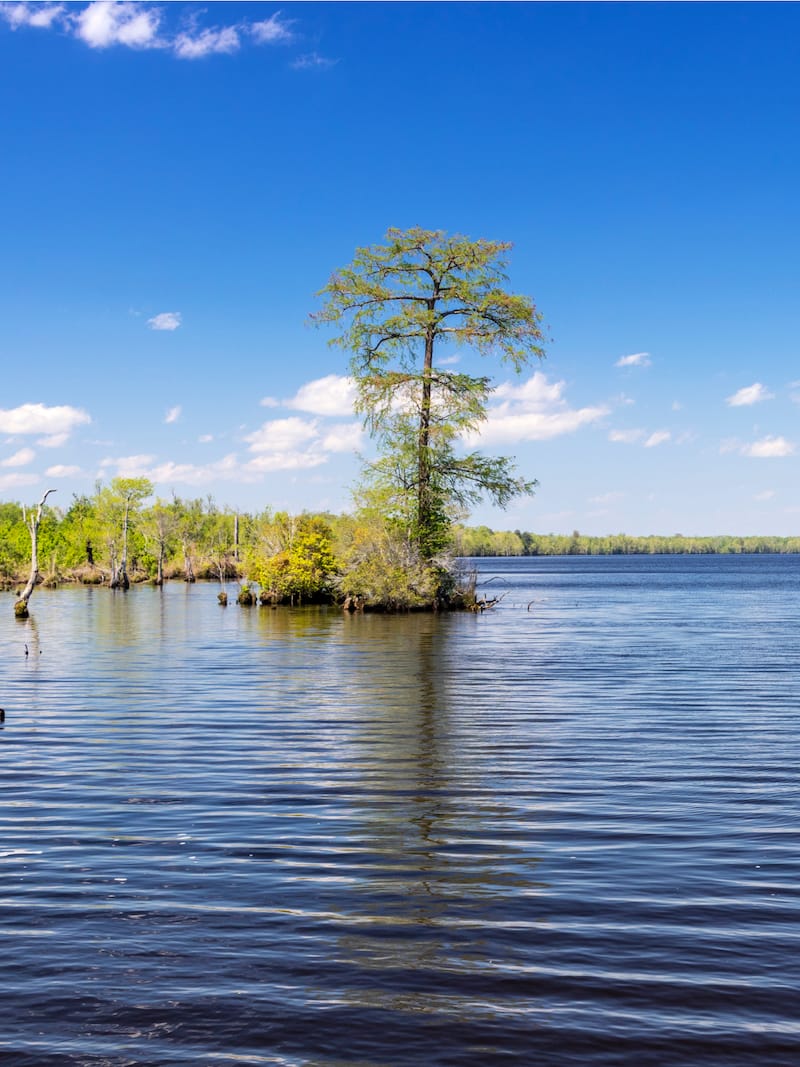 Great Dismal Swamp