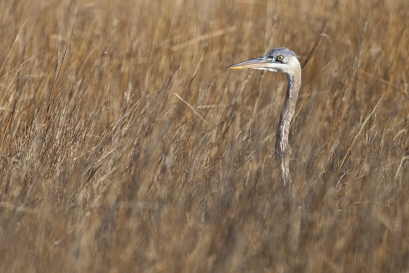 Heron on the Eastern Shore