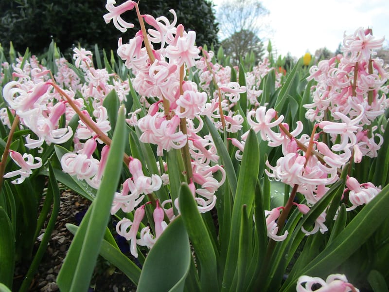 Lewis Ginter Botanical Gardens - best botanical gardens in Virginia