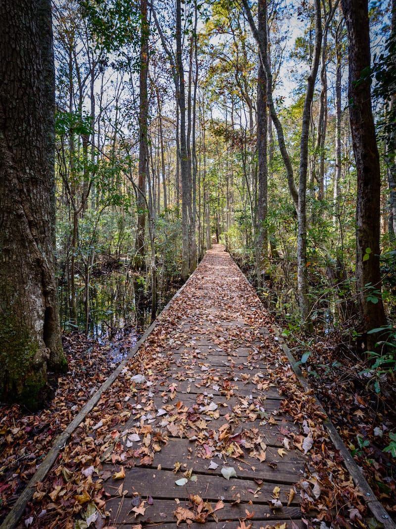 9 Easy Day Hikes in Virginia Beach • Virginia Travel Tips