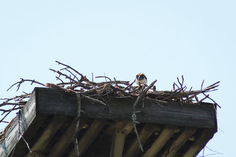 Osprey Birdwatching in Cape Charles VA