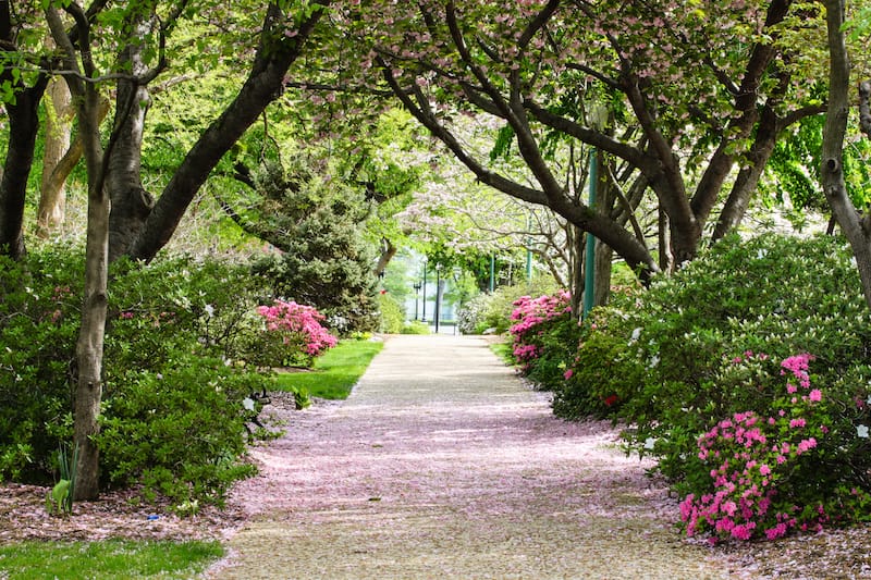 Spring in Washington DC park