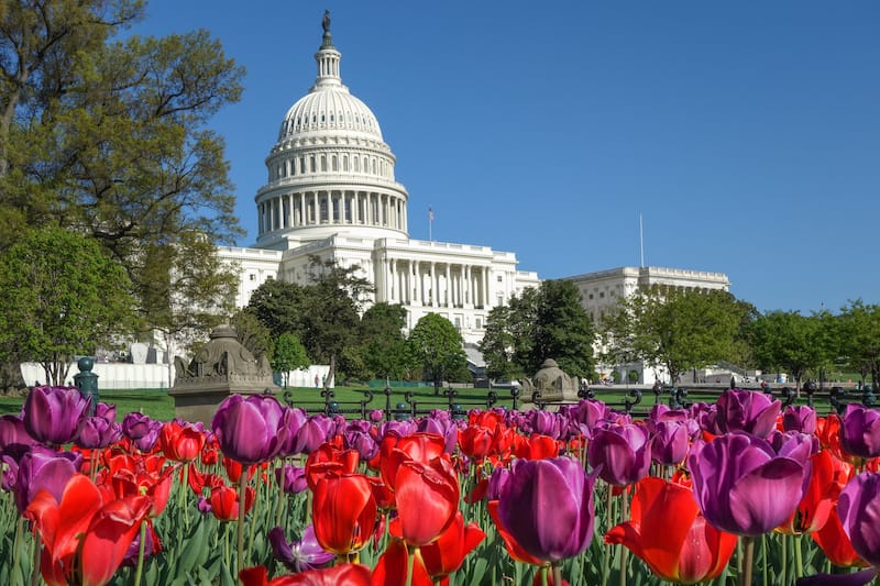 Tulips at US Capitol in spring