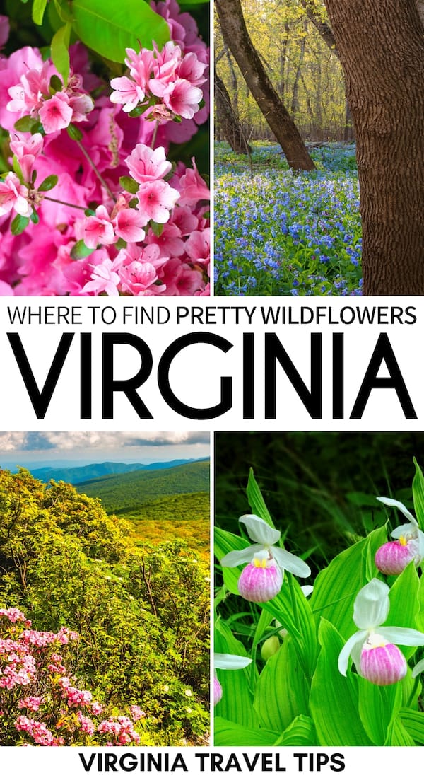 Do you love the vibrant hues of spring and are looking for the best spring wildflowers in Virginia? This guide details where to find them and when to go! | Virginia wildflowers | Things to do in Virginia | Spring in Virginia | Spring in Washington DC | Wildflowers Shenandoah National Park | Shenandoah wildflowers | Virginia hiking wildflowers | Places to visit in Virginia | Virginia bluebells | Spring in Virginia | Virginia in March | Virginia in April | Virginia in May | Shenandoah in spring