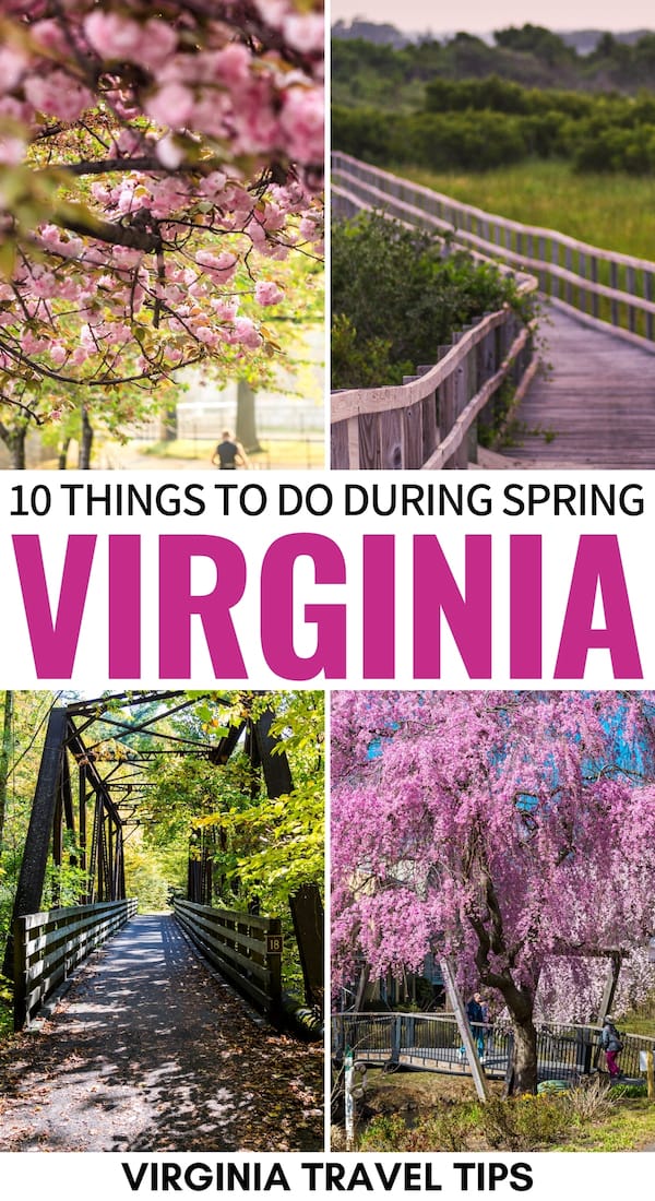 Are you shaking off the winter blues and searching for the best things to do in Virginia in spring? We have you covered! Cherry blossoms, festivals, and more! | Spring Virginia | Virginia Spring | Places to visit in Virginia | VA in spring | Spring in VA | Shenandoah in spring | Festivals in Virginia | Winchester in spring | Washington DC in spring | Spring in Virginia Beach | Virginia Creeper Trail | Reston in spring | Virginia in April | Virginia in May | Virginia in March