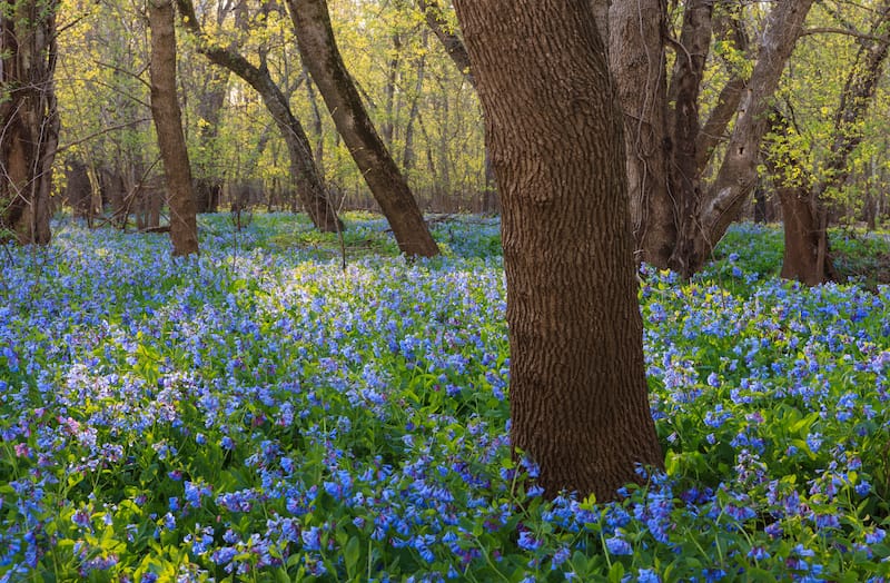 Bull Run Park in Northern Virginia - bluebells