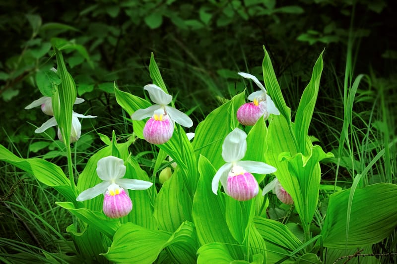 Lady's Slippers in West Virginia