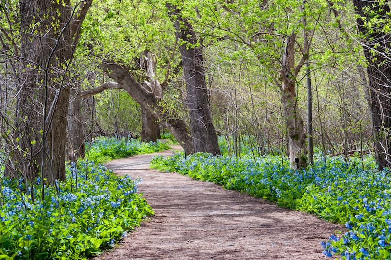 Potomac Heritage Trail wildflowers