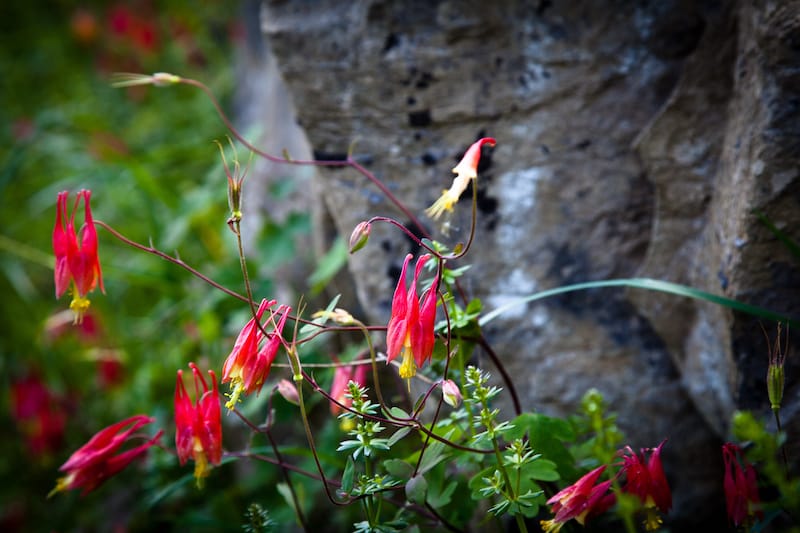 Red wildflowers on the Potomac River