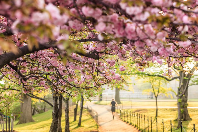 Runner along Tidal Basin in DC