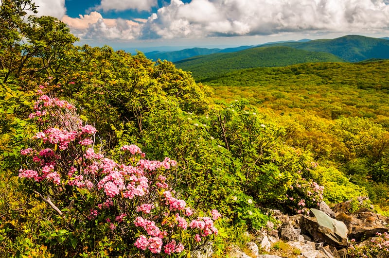 Spring wildflowers in Virginia