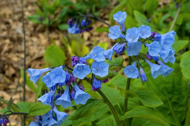 Virginia Bluebells