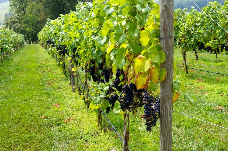 Virginia vineyard