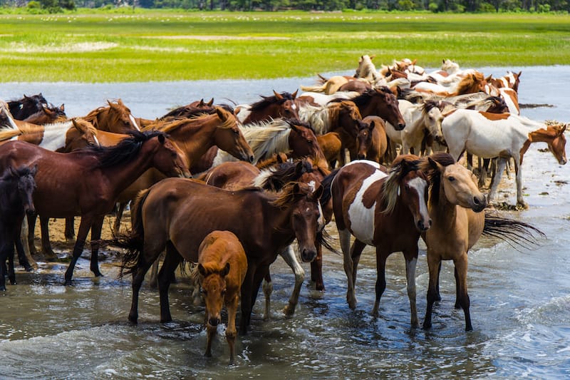 Wild ponies in Chincoteague VA