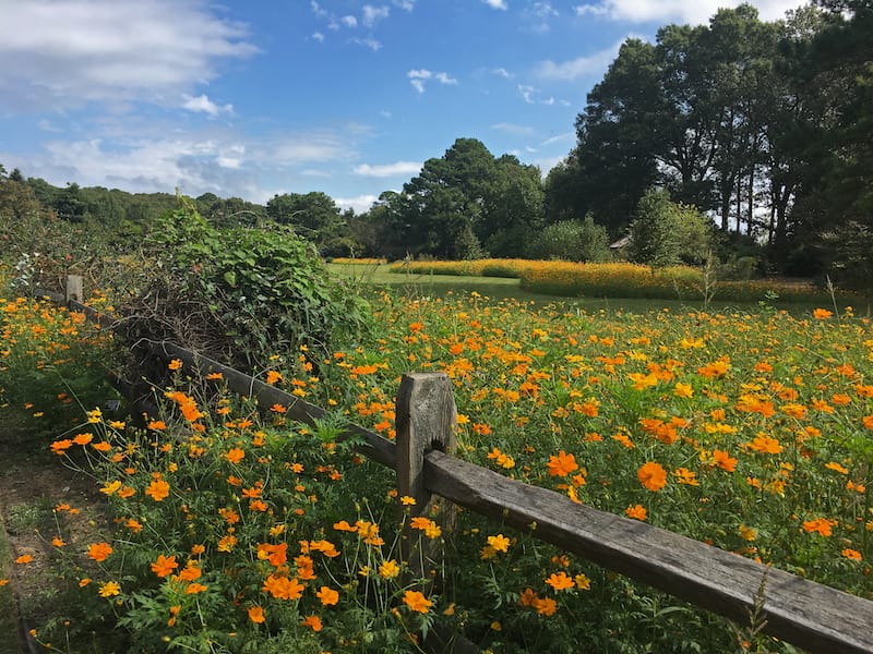 field of wildflowers