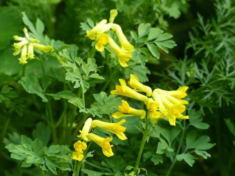 yellow corydalis