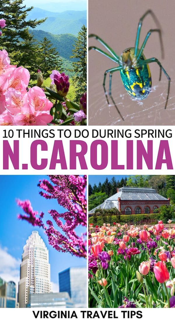 Are you spending spring in NC and looking for fun activities? This guide showcases the best things to do in North Carolina in spring (including nature)! | North Carolina spring | Spring in North Carolina | NC spring | Great Smoky Mountains National Park spring | Pisgah spring | Asheville in spring | Outer Banks in spring | Brevard NC | What to do in North Carolina in spring | North Carolina springtime | Hiking in North Carolina during spring | North Carolina April | North Carolina May | NC March