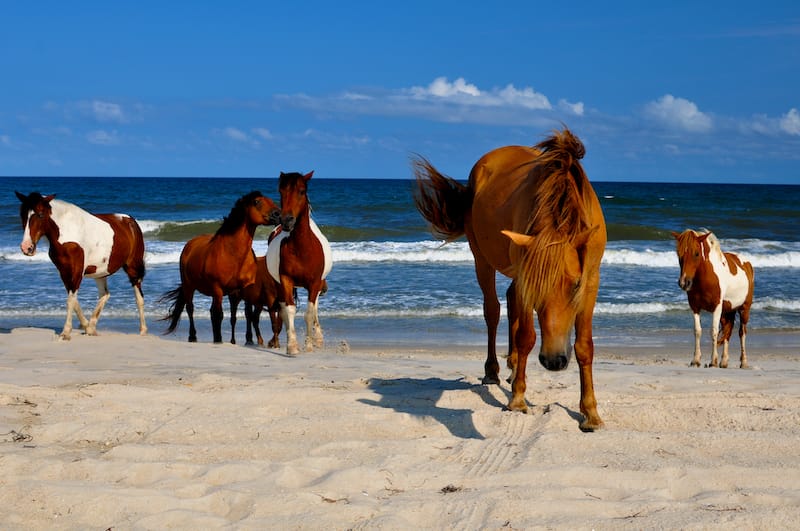 Assateague Island National Seashore