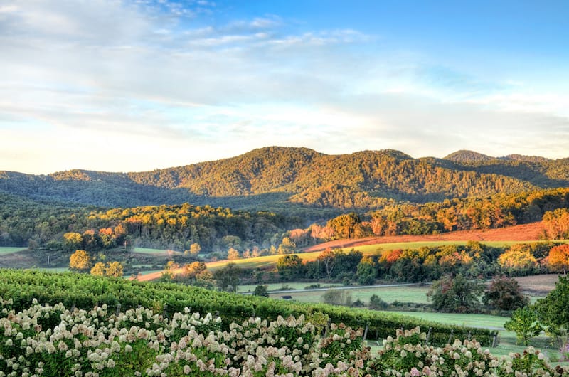 Best wineries near Shenandoah National Park