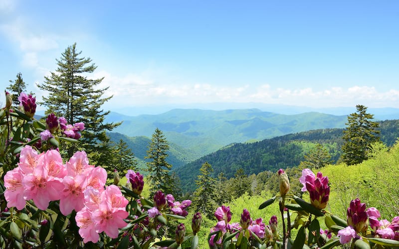 Blue Ridge Parkway during spring