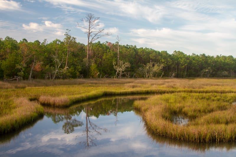 Croatan National Forest in NC