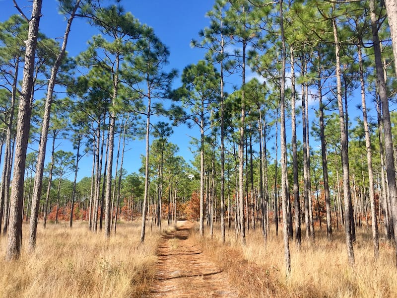 Croatan National Forest in OBX