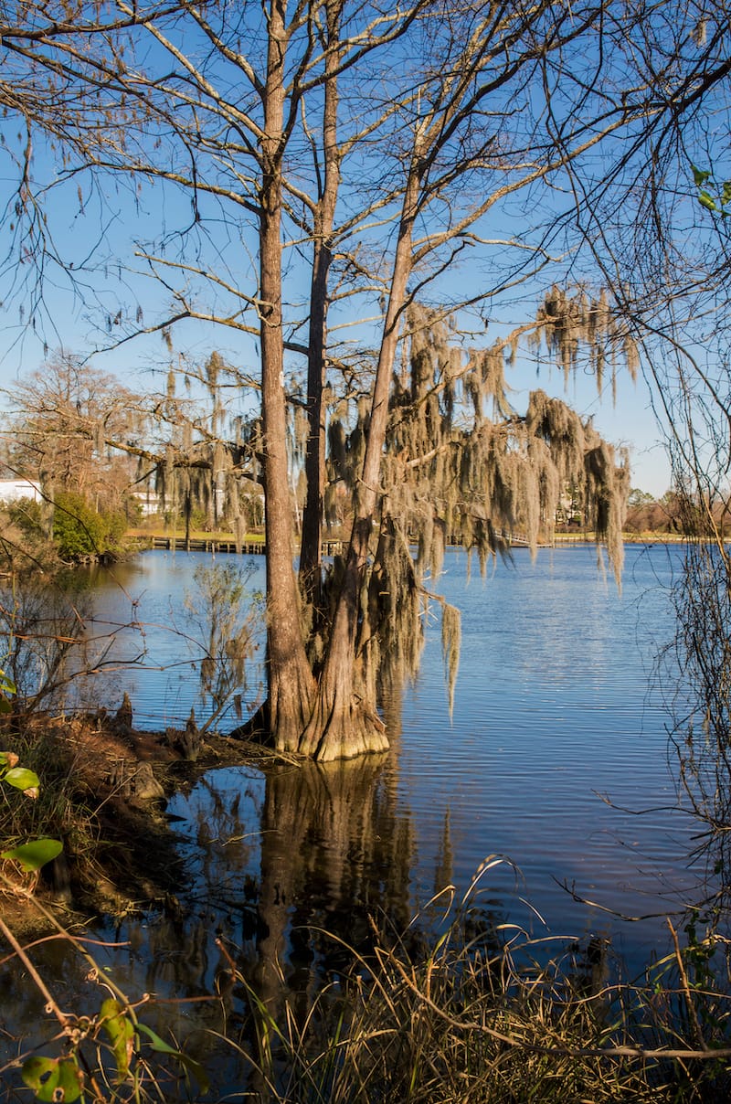 Spanish Moss covers a tree in Lawsons Creek Park