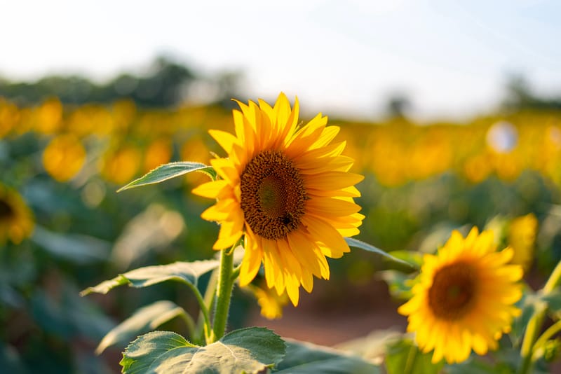 Sunflower field in Murfreesboro