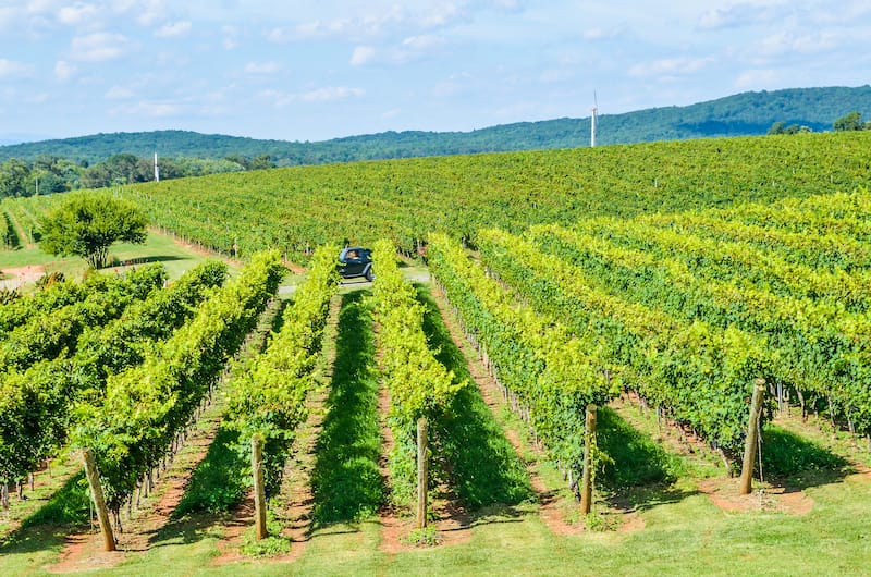 Virginia vineyards