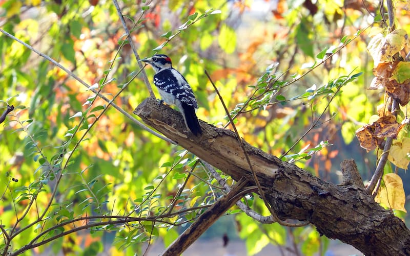 Wildlife in Lynchburg in forest