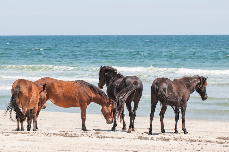 Corolla - Best North Carolina Beaches